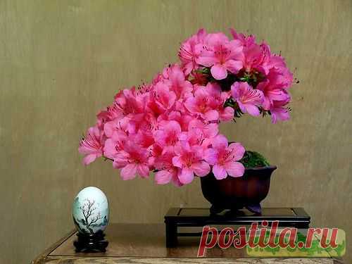 Azalea (Rhododendron) | Живой уголок он-лайн