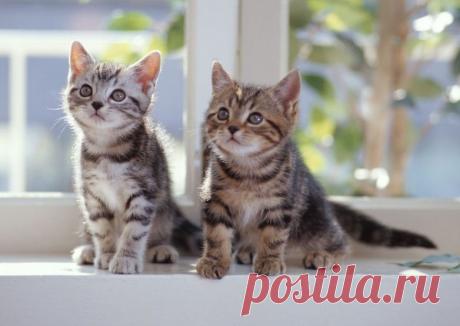 Народные поверья про кошек / Мистика