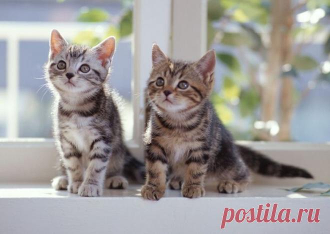 Народные поверья про кошек / Мистика