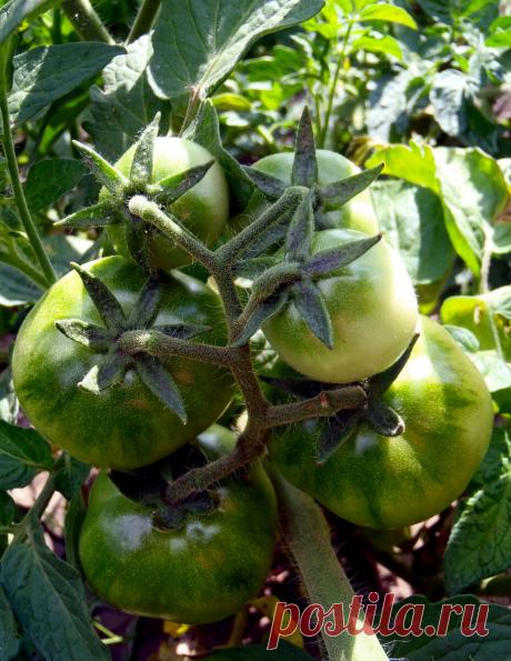 Покрыть теплицу особой пленкой – увеличить урожай помидоров в 1,5 раза. Даже на зиму снимать не надо ( но до -80 C) | 6 соток