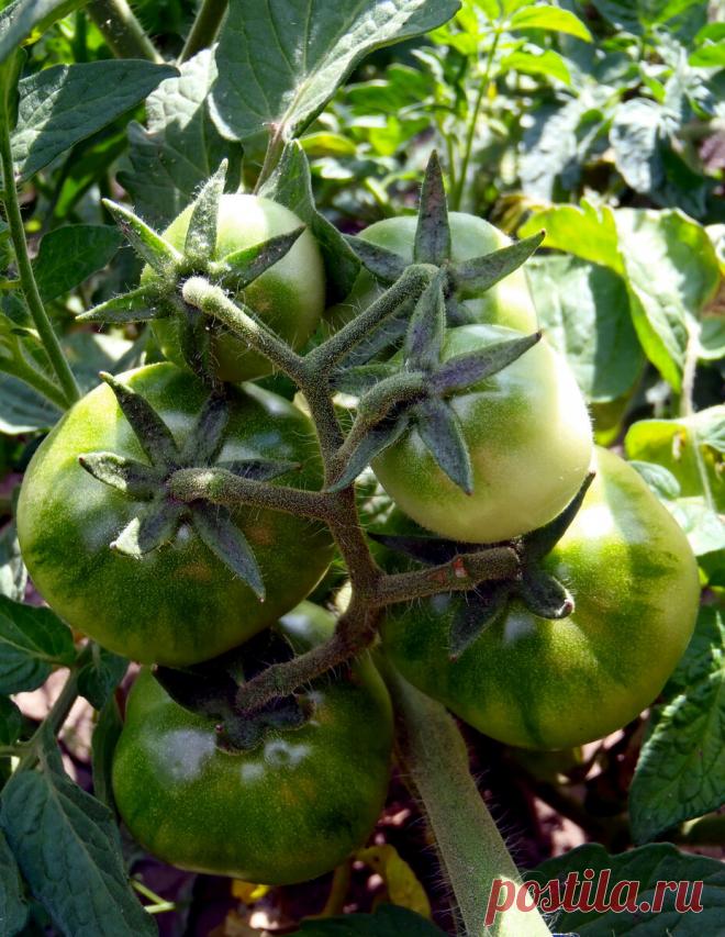 Покрыть теплицу особой пленкой – увеличить урожай помидоров в 1,5 раза. Даже на зиму снимать не надо ( но до -80 C) | 6 соток