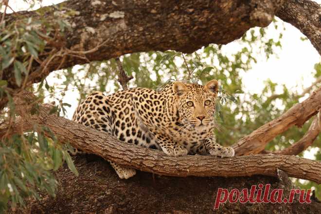 Leopard 4 Leopard scanning for prey in tree near Lower Sabie Rest Camp, Kruger National Park, South Africa.