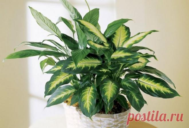 Определяем и устраняем причины пожелтения и засыхания листьев диффенбахии