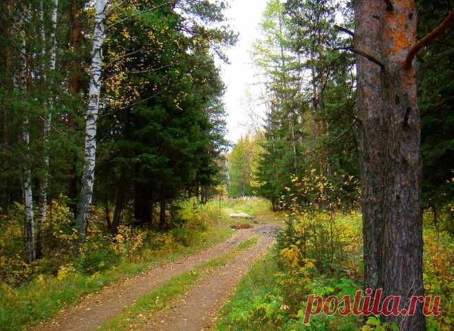 Осень в лесу