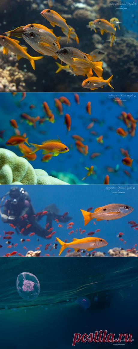 35PHOTO - Оксана Музыка - Подводный мир 2