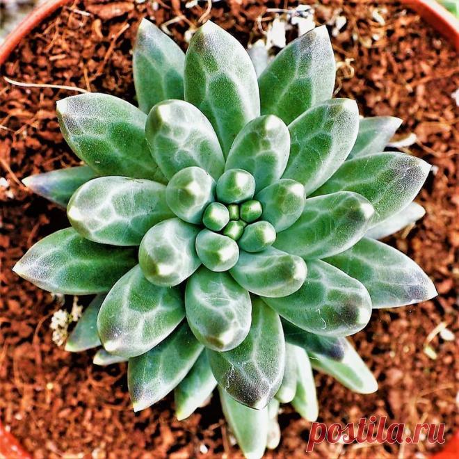 Planta Diamante - Pachyphytum Compactum - Suculenta Nome Científico: Pachyphytum Compactum Nativa do México, esta espécie tem rosetas compactas, suas folhas tem um formato único, que deu origem ao seu nome popular 