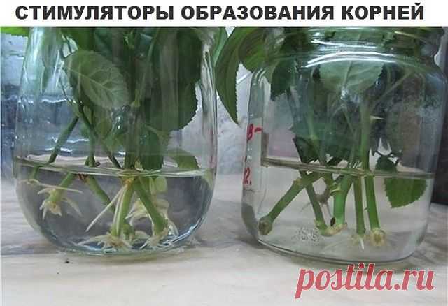 Одноклассники