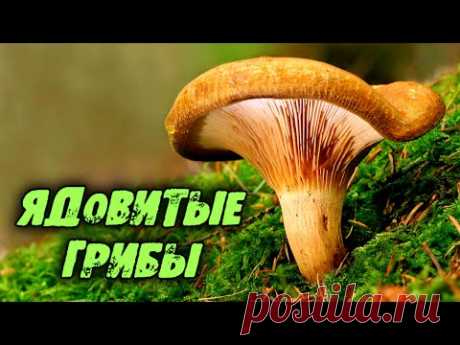 Яд этого гриба смертельнее яда кобры. Большой обзор ядовитых грибов