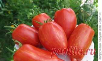 Искры пламени - секрет мясистых урожайных сливок