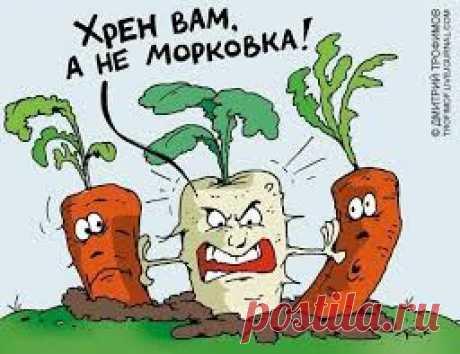 ЭТО СРЕДСТВО РЕАНИМИРУЕТ ДАЖЕ САМОЕ БЕЗНАДЕЖНОЕ РАСТЕНИЕ!!! - Садоводка