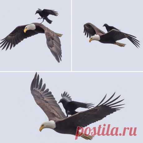 13 фотографий животных, которые в своей лени достигли наивысшего уровня