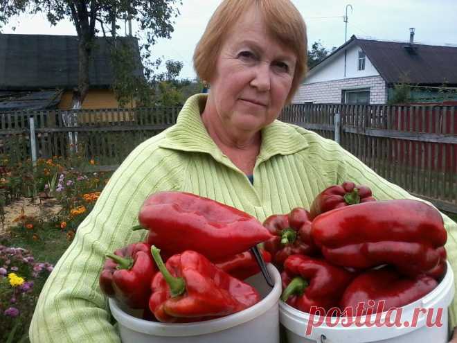 Готовим вкусно - 10 ОШИБОК ПРИ ВЫРАЩИВАНИИ СЛАДКОГО ПЕРЦА