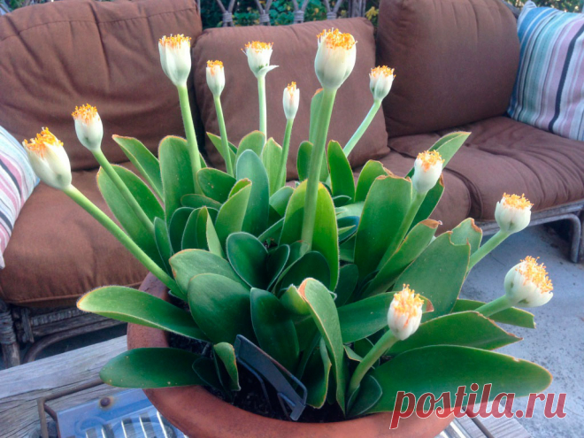 Комнатное растение Хемантус (Haemanthus). Название растения намекает на яркую окраску его мощного соцветия (греч. haima - "кровь"). Соцветие поднимается над компактной розеткой листьев на цветоносе длиной до 60 см. Родина растений - Южная Африка, где хемантусы растут на склонах гор. У некоторых видов осенью или в начале зимы есть период покоя, на время которого растения сбрасывают листья. В продаже встречается хемантус Катарины (H.katharinae).
