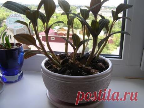 Обзор орхидеи Лудизии. Новый горшок для моей красавицы.