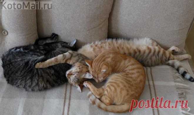 В зоне особого уюта :) | KotoMail.ru