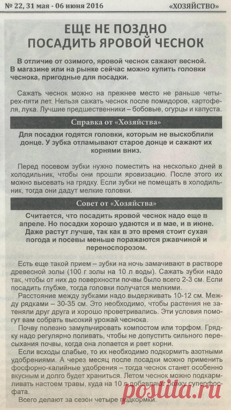 Еще не поздно посадить яровой чеснок