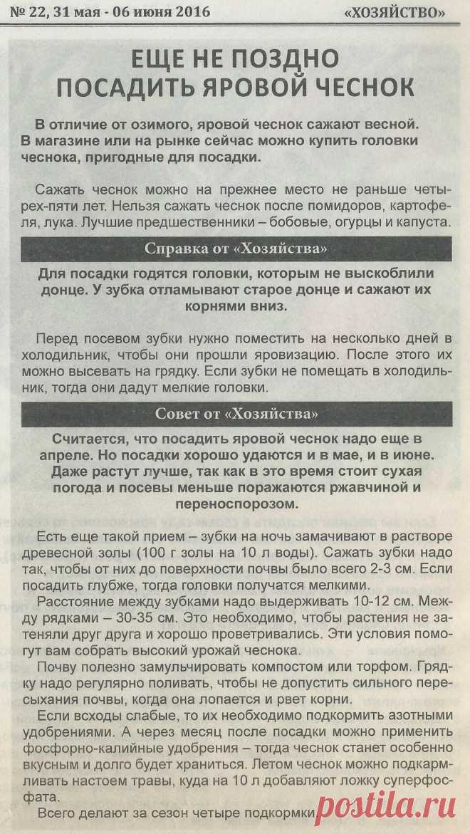 Еще не поздно посадить яровой чеснок