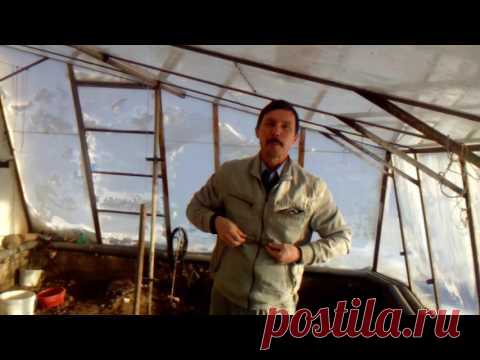 Озимые посадки томатов.