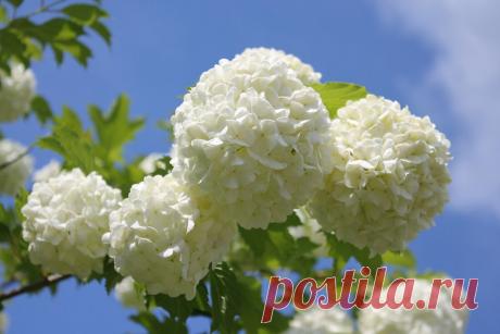 Калина Бульденеж - "снежный шар" в вашем саду | Ландшафтный дизайн | Яндекс Дзен