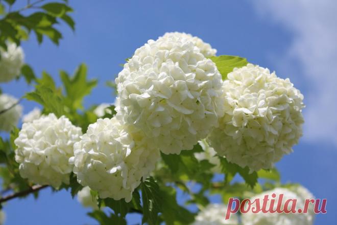 Калина Бульденеж - 