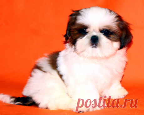 Помет О - HASHANAH HOT N SPICY + CHESVET LINE ZIPPY FUNNY GIRL