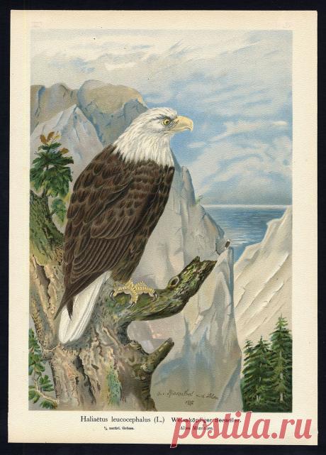 Antique Bird Print Bald Eagle Weisskopfiger Seeadler Plate V 31 Naumann 1896 | eBay