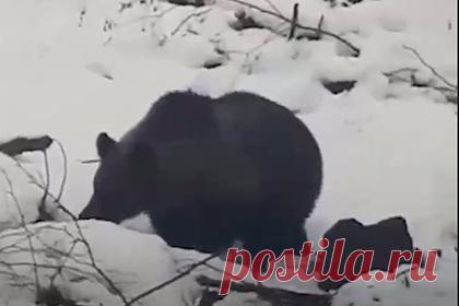 Упитанный медведь вышел к людям в поисках берлоги. В Бодайбинском районе Иркутской области медведь вышел к людям в поисках места для спячки. Отмечается, что медведя заметила бригада лесорубов, расчищавших ЛЭП от кустарника у поселка Кропоткин. «И вот к ним на поляну пожаловал гость — толстый косолапый», — говорится в сообщении.