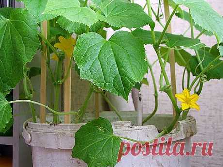 Тайны выращивания огурцов.