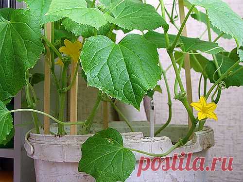 Тайны выращивания огурцов.