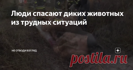 Люди спасают диких животных из трудных ситуаций