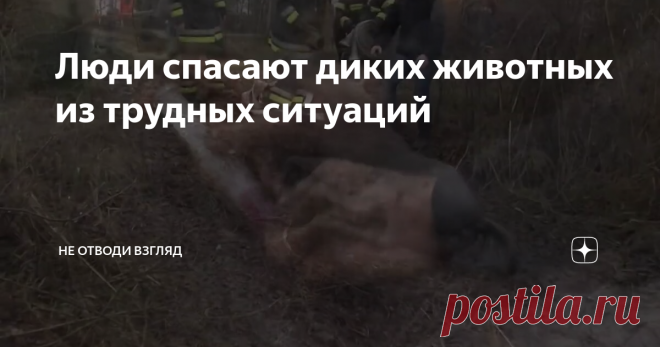 Люди спасают диких животных из трудных ситуаций