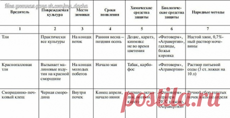 Основные вредители овощных культур и меры борьбы с ними