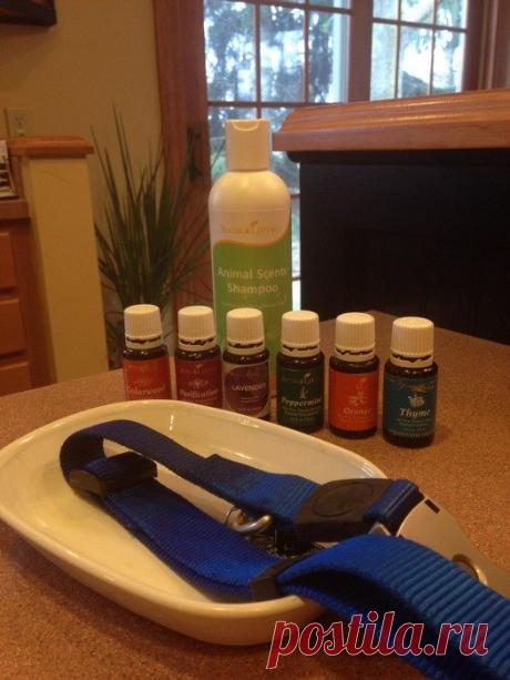 Как изготовить недорогой антипаразитный ошейник для своего питомца / Как сэкономить