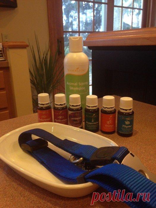 Как изготовить недорогой антипаразитный ошейник для своего питомца / Как сэкономить