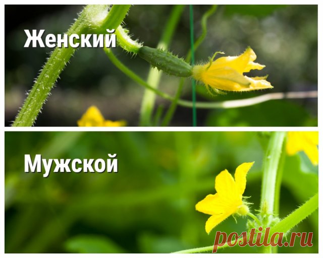 Почему на огурцах один пустоцвет – 6 самых распространенных причин