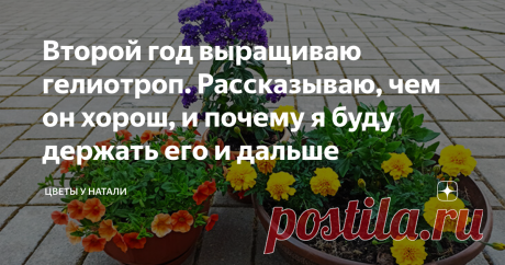 Второй год выращиваю гелиотроп. Рассказываю, чем он хорош, и почему я буду держать его и дальше Гелиотроп выращивали ещё наши бабушки, а уж они-то знали толк в красивых цветах. На некоторое время об этом растении позабыли, но сейчас оно вернулось в наши сады. Более того - гелиотропом заинтересовались селекционеры, и теперь можно встретить сорта не только в сиренево-лиловой гамме, но даже с белыми цветами. Здравствуйте, уважаемые цветоводы, цветоманы и все, кто зашёл ко мне...