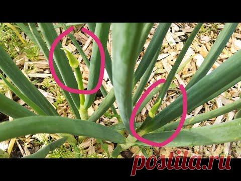 Лук и Стрелы! Подкормка для качественной луковицы даже из стрелкующегося лука!