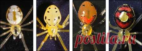 happyfacespiders.jpg (470×171)