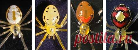 happyfacespiders.jpg (470×171)