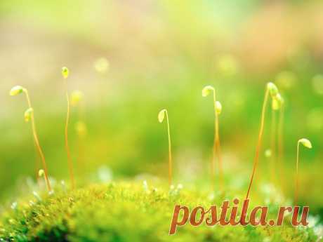 нежная весенняя зелень