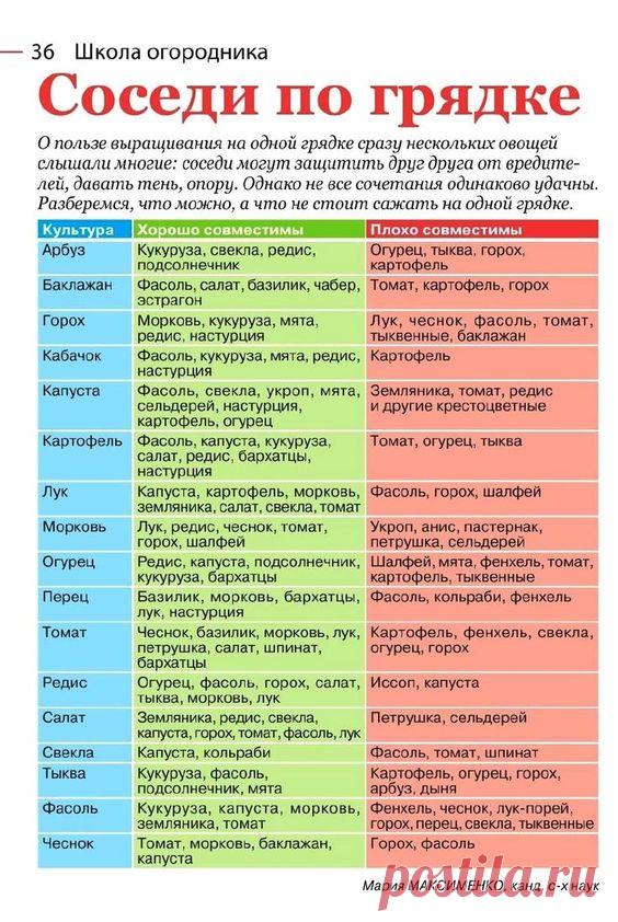 Соседи по грядке