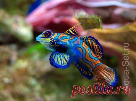 Рыбка мандаринка - Synchiropus splendidus