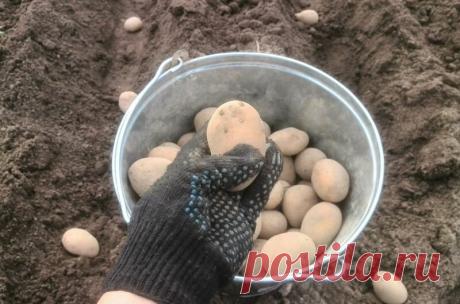 Когда можно сажать картофель на огороде. Посадка по старинным приметам | Дачные секреты от Виктории Радзевской | Яндекс Дзен