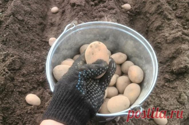 Когда можно сажать картофель на огороде. Посадка по старинным приметам | Дачные секреты от Виктории Радзевской | Яндекс Дзен