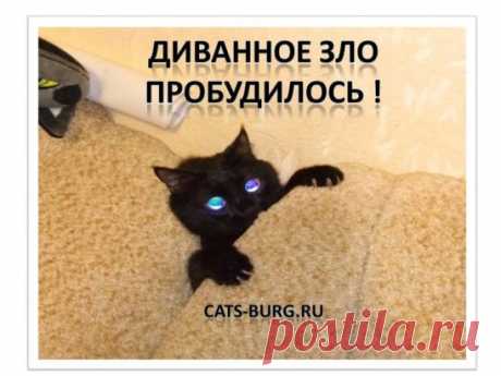 (31) Одноклассники