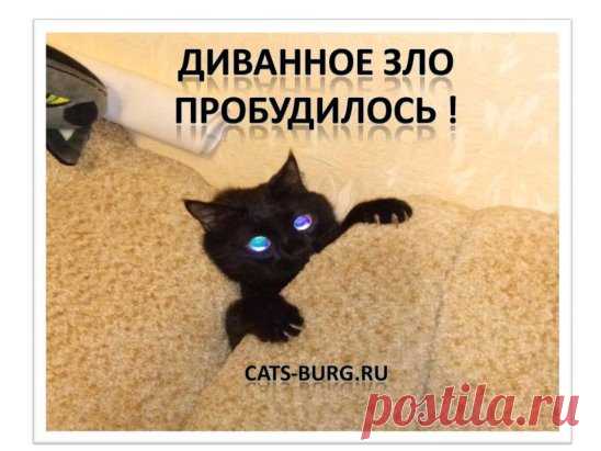 (31) Одноклассники
