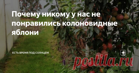 Почему никому у нас не понравились колоновидные яблони Есть поговорка: «А стоит ли овчинка выделки?». Давайте обсудим. А ведь так красиво все начиналось несколько лет назад. Яркие картинки, где вдоль забора, в качестве живой изгороди, посажены ряды компактных яблонь. И все ветки покрыты, словно ягодами у облепихи, красными или зелеными яблоками. Настолько аппетитными, словно их помыли прямо на дереве, и покрыли блестящей глазурью. Многие садоводы и огородники на картинки с...
