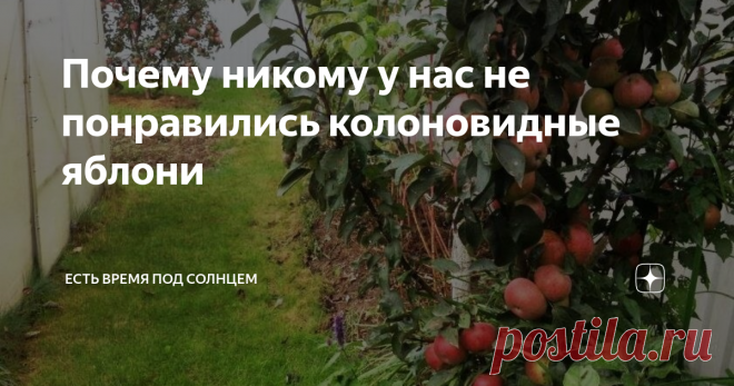 Почему никому у нас не понравились колоновидные яблони Есть поговорка: «А стоит ли овчинка выделки?». Давайте обсудим. А ведь так красиво все начиналось несколько лет назад. Яркие картинки, где вдоль забора, в качестве живой изгороди, посажены ряды компактных яблонь. И все ветки покрыты, словно ягодами у облепихи, красными или зелеными яблоками. Настолько аппетитными, словно их помыли прямо на дереве, и покрыли блестящей глазурью. Многие садоводы и огородники на картинки с...