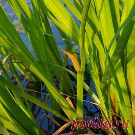 Фибромиома – это излечимо | Друг пенсионера
Моя бабушка родилась в деревне. Все ее детство прошло среди трав и цветов. Так что не удивительно, что она знает много рецептов. Один из них недавно спас меня. А случилось вот что.