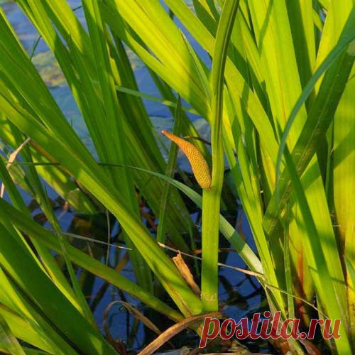 Фибромиома – это излечимо | Друг пенсионера
Моя бабушка родилась в деревне. Все ее детство прошло среди трав и цветов. Так что не удивительно, что она знает много рецептов. Один из них недавно спас меня. А случилось вот что.